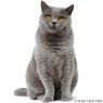 Royal Canin BRITISH SHORTHAIR 34 - корм для британских кошек, 2х10кг