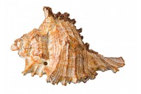 Раковина малюска,  7-9см,набор(уп.-6шт.)