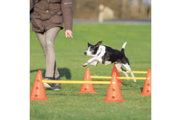 Набор препятствий "Dog Activity" TRIXIE (пластик)ø 23 × 30см/78см,оранж/жёлтый