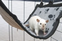 Savic РЕЛАКС ДЕЛЮКС ГАМАК (RelaxDeLuxe Flat) для хорьков и крыс , большой, 44Х31см.